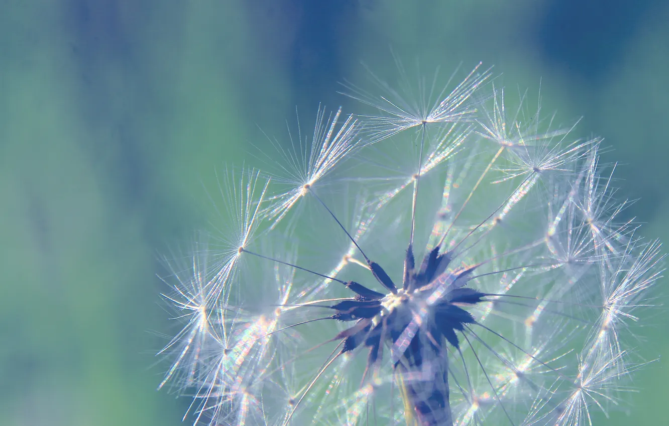 Photo wallpaper plant, delicate, dandelion
