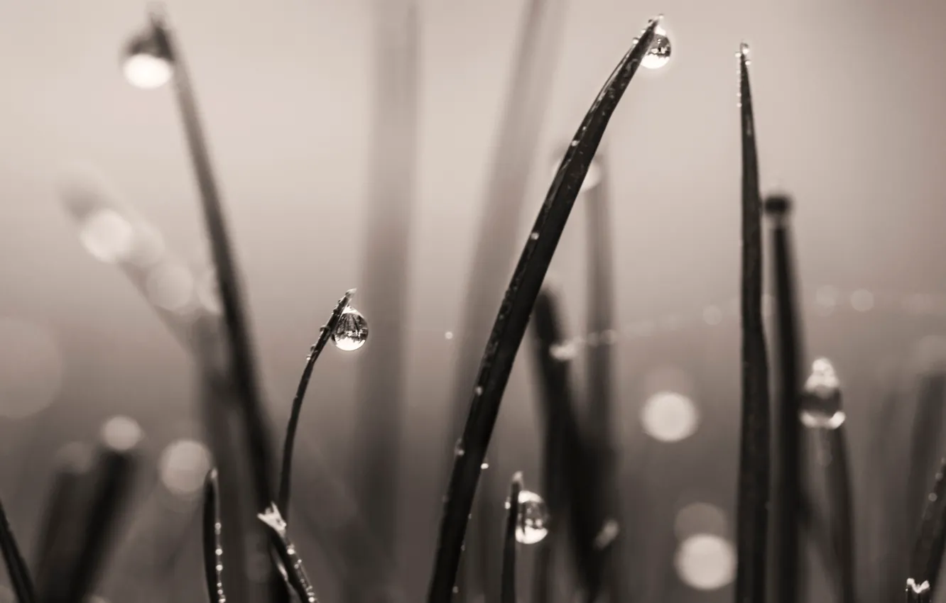 Photo wallpaper dream, grass, macro