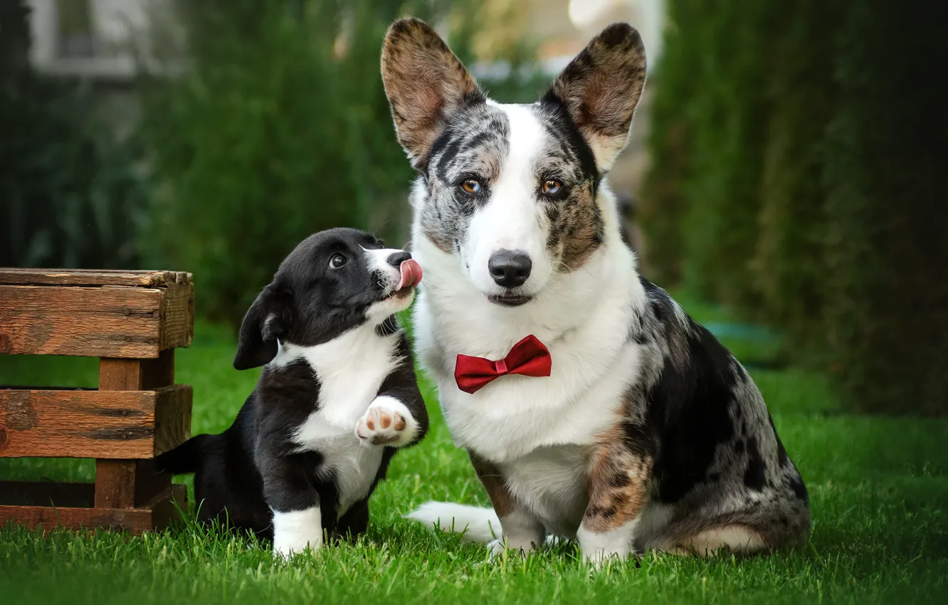 Photo wallpaper dogs, grass, look, lawn, puppy, box, face, bow tie