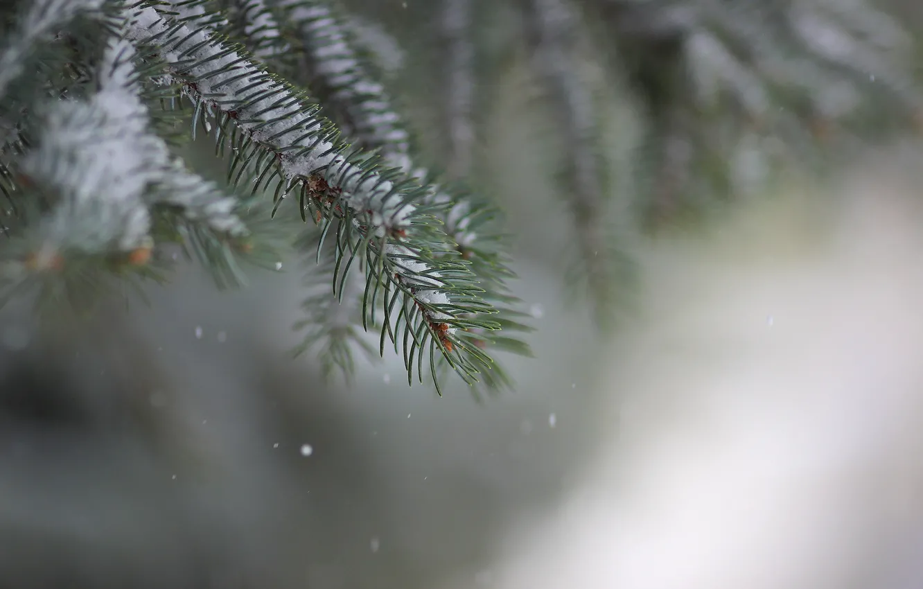 Photo wallpaper snow, needles, background, spruce