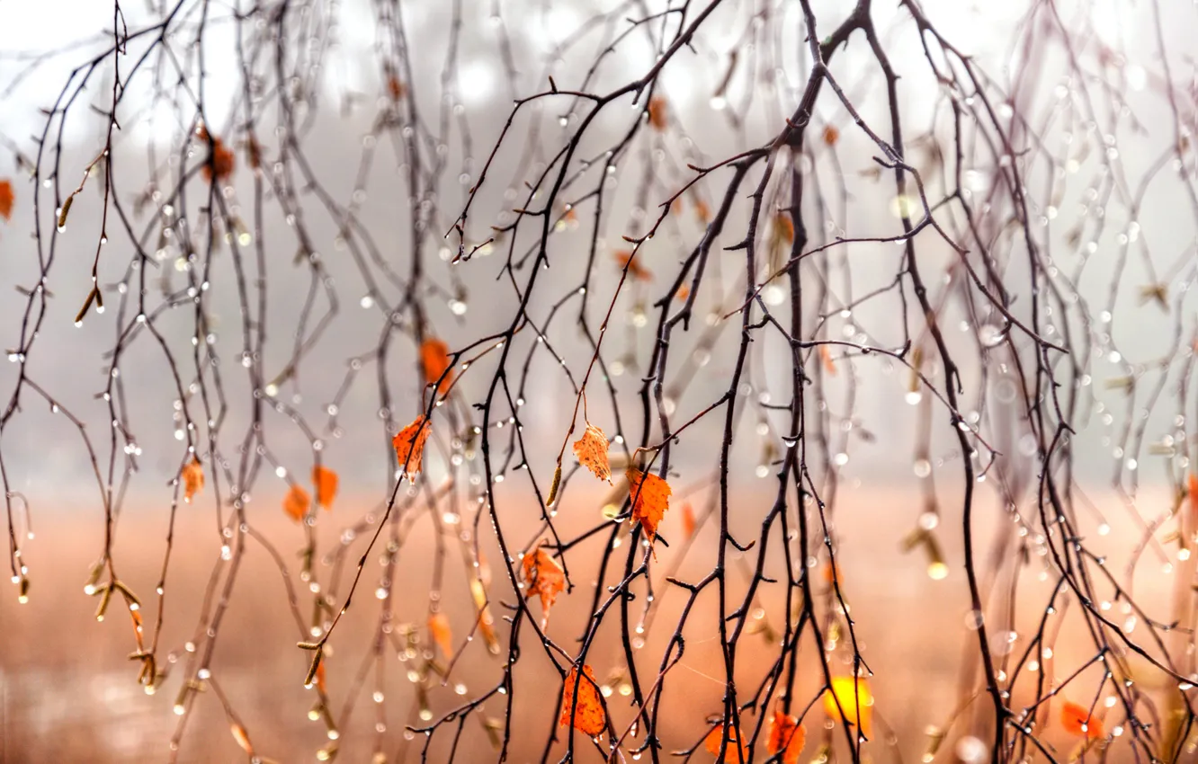 Photo wallpaper autumn, leaves, drops, branches