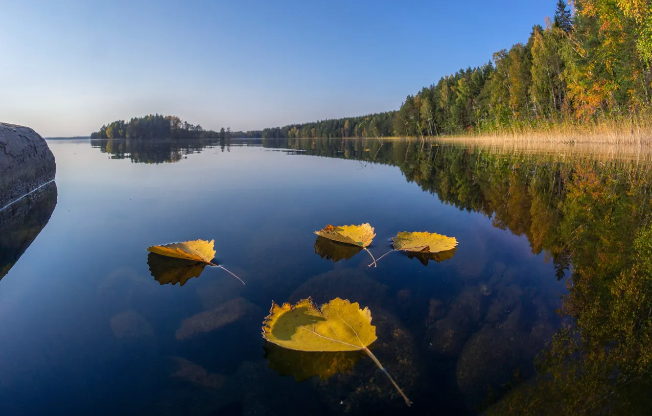 Photo wallpaper autumn, forest, leaves, lake, reflection, Finland, Finland, Lake Cariari