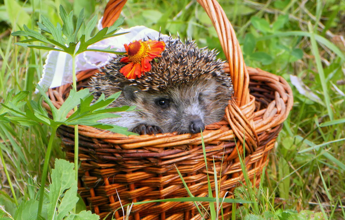 Photo wallpaper flower, grass, needles, basket, muzzle, hedgehog