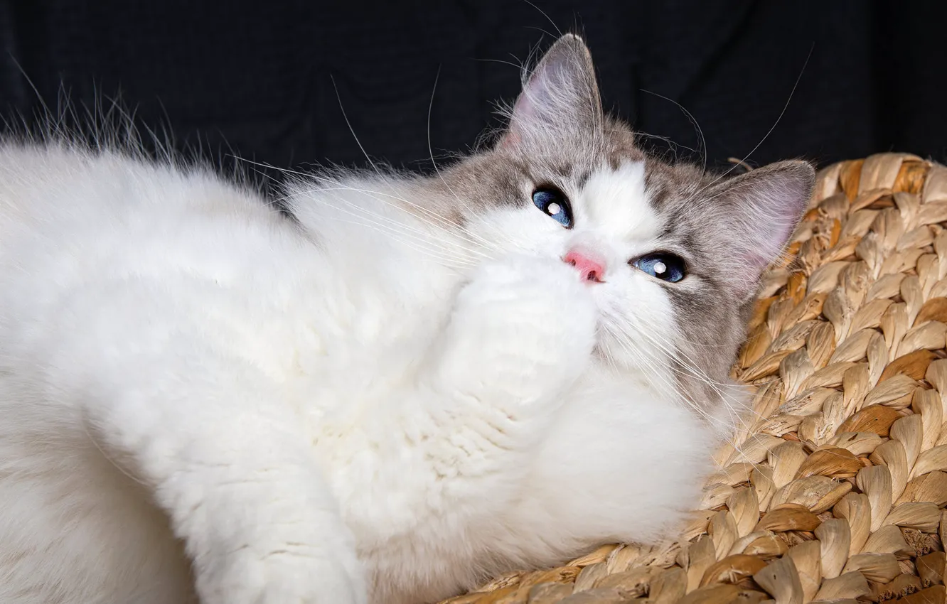 Photo wallpaper cat, white, mustache, pose, the dark background, portrait, legs, lies