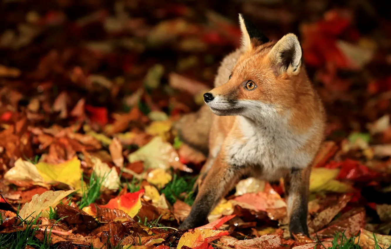 Photo wallpaper autumn, leaves, Fox, Fox