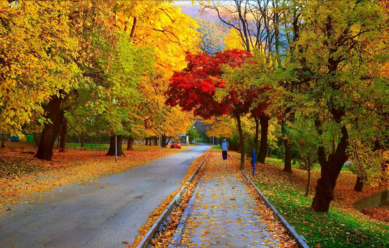 Photo wallpaper road, leaves, trees, Park, street, foliage, Autumn, walk