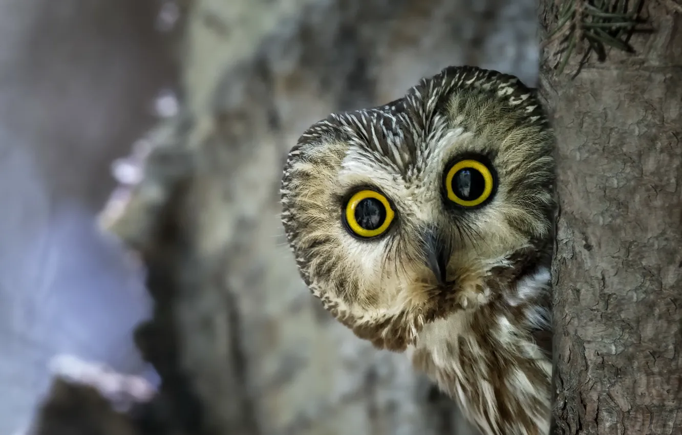 Photo wallpaper nature, owl, ptica