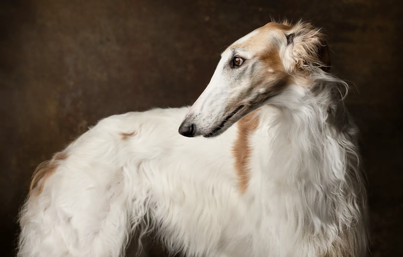 Photo wallpaper face, background, dog, Greyhound, Russian Borzoi