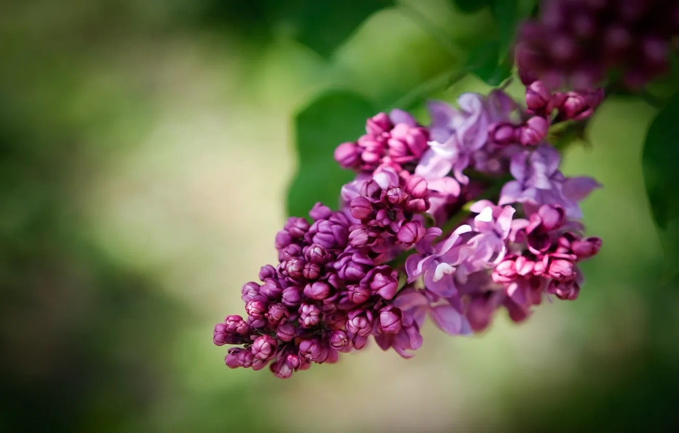 Photo wallpaper branch, blooms, lilac