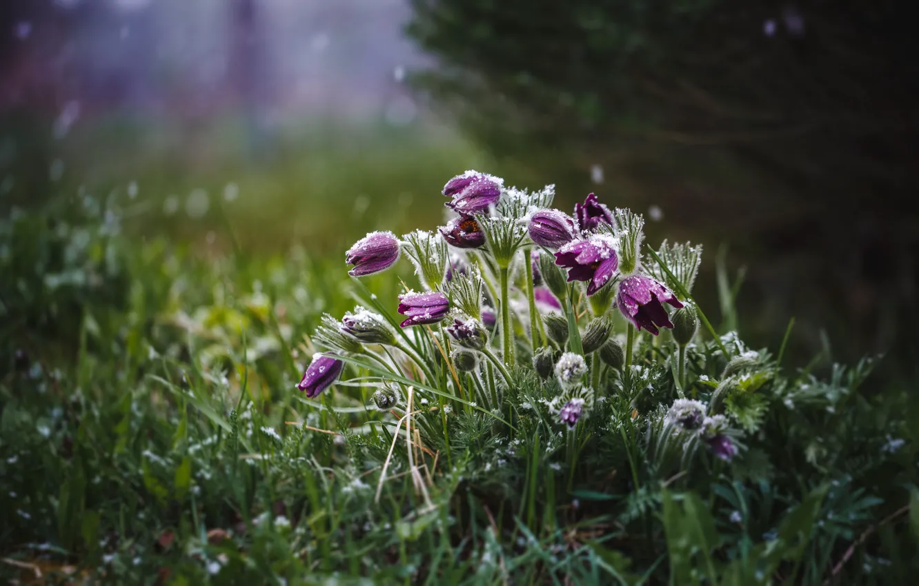Photo wallpaper frost, snow, flowers, spring, cross