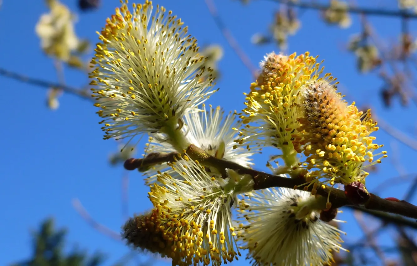 Photo wallpaper macro, branches, spring, Verba, Sunny day, blue sky