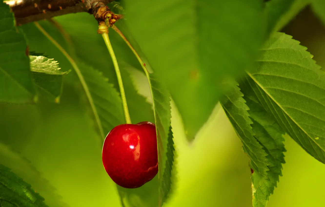 Photo wallpaper leaves, berry, green, red, cherry, lonely, ripe