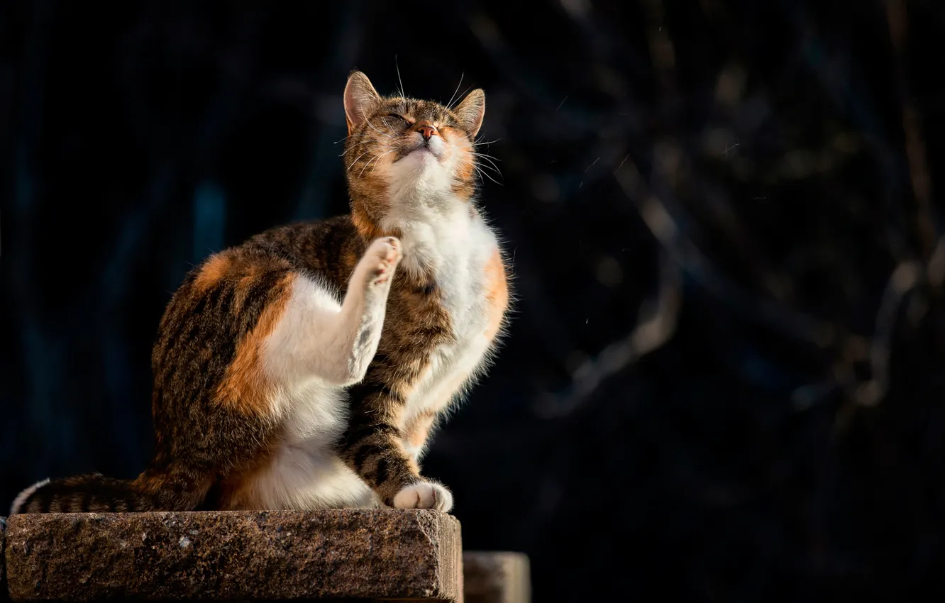 Photo wallpaper cat, bokeh, sunlight