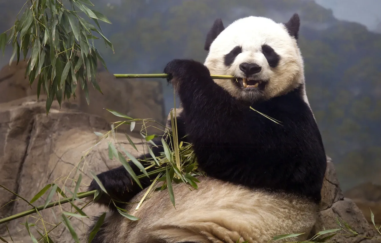 Photo wallpaper bear, Panda, eats