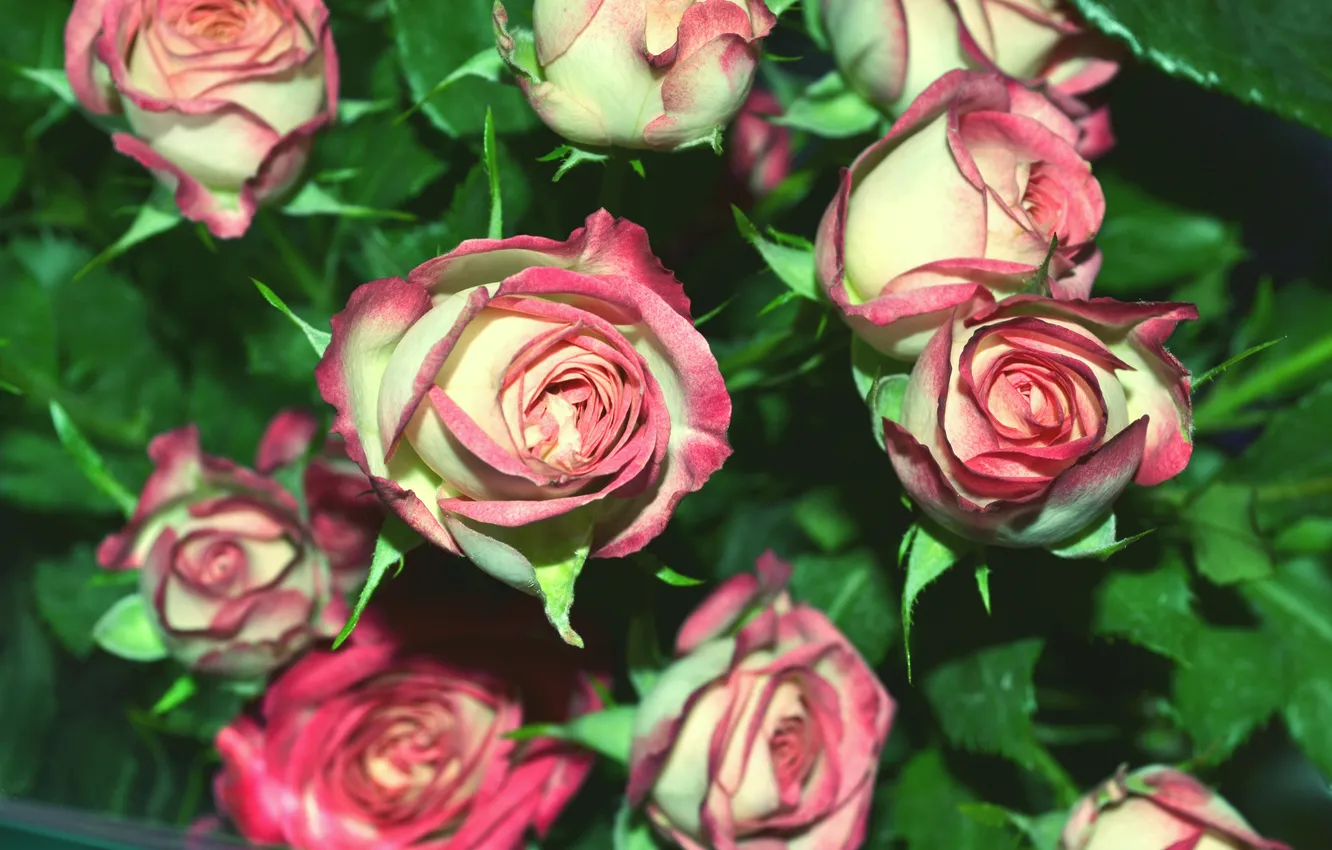 Photo wallpaper roses, bouquet, pink, small