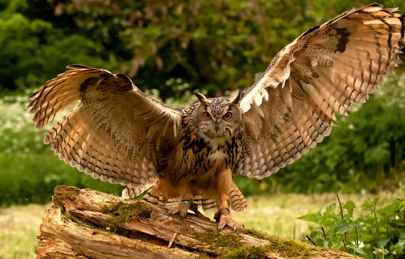 Photo wallpaper trees, owl, wings, owl