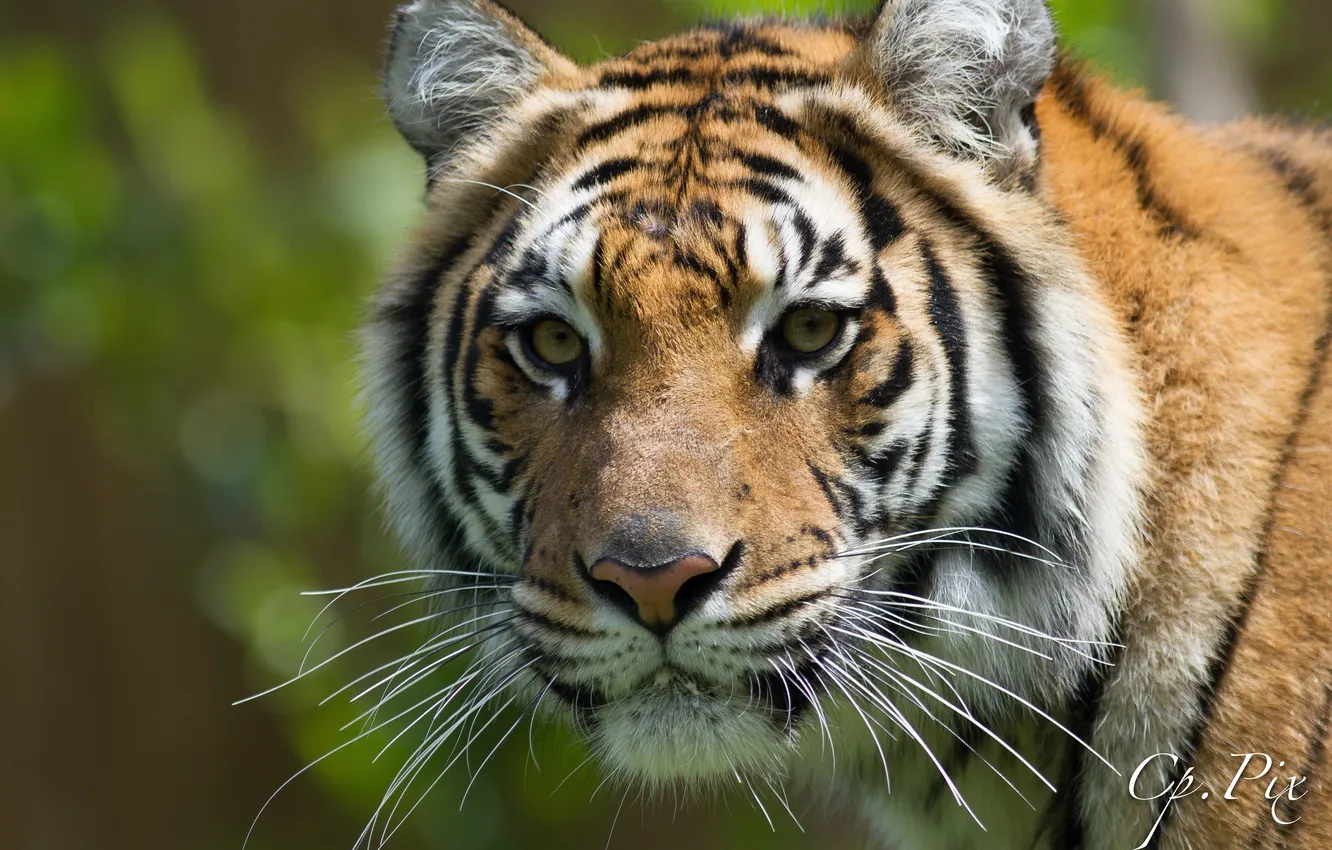 Photo wallpaper face, tiger, portrait, predator, wild cat