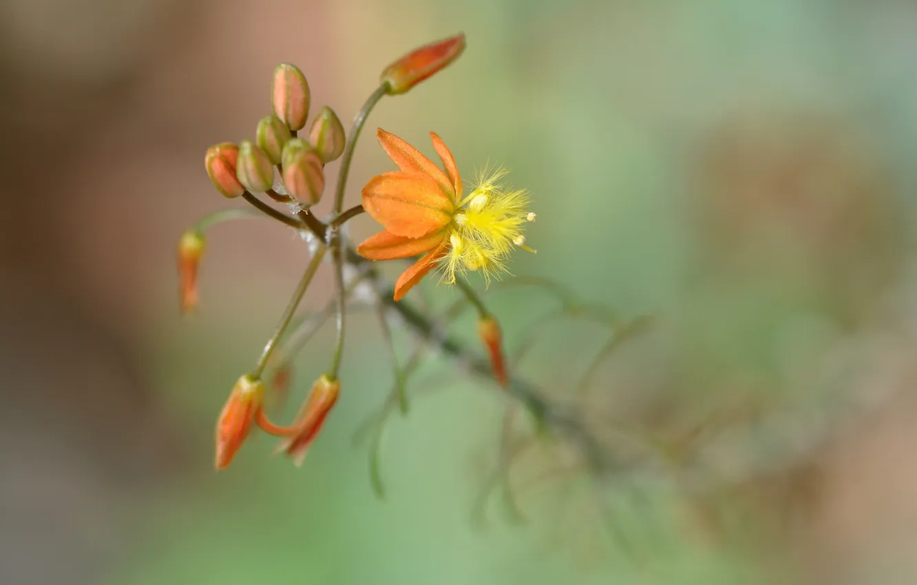 Photo wallpaper flowers, orange, branches, background, blur, buds