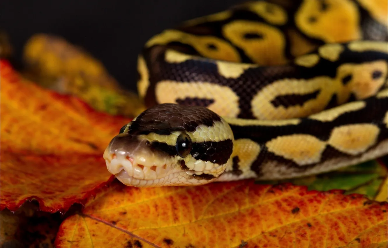 Photo wallpaper macro, leaf, snake, looks