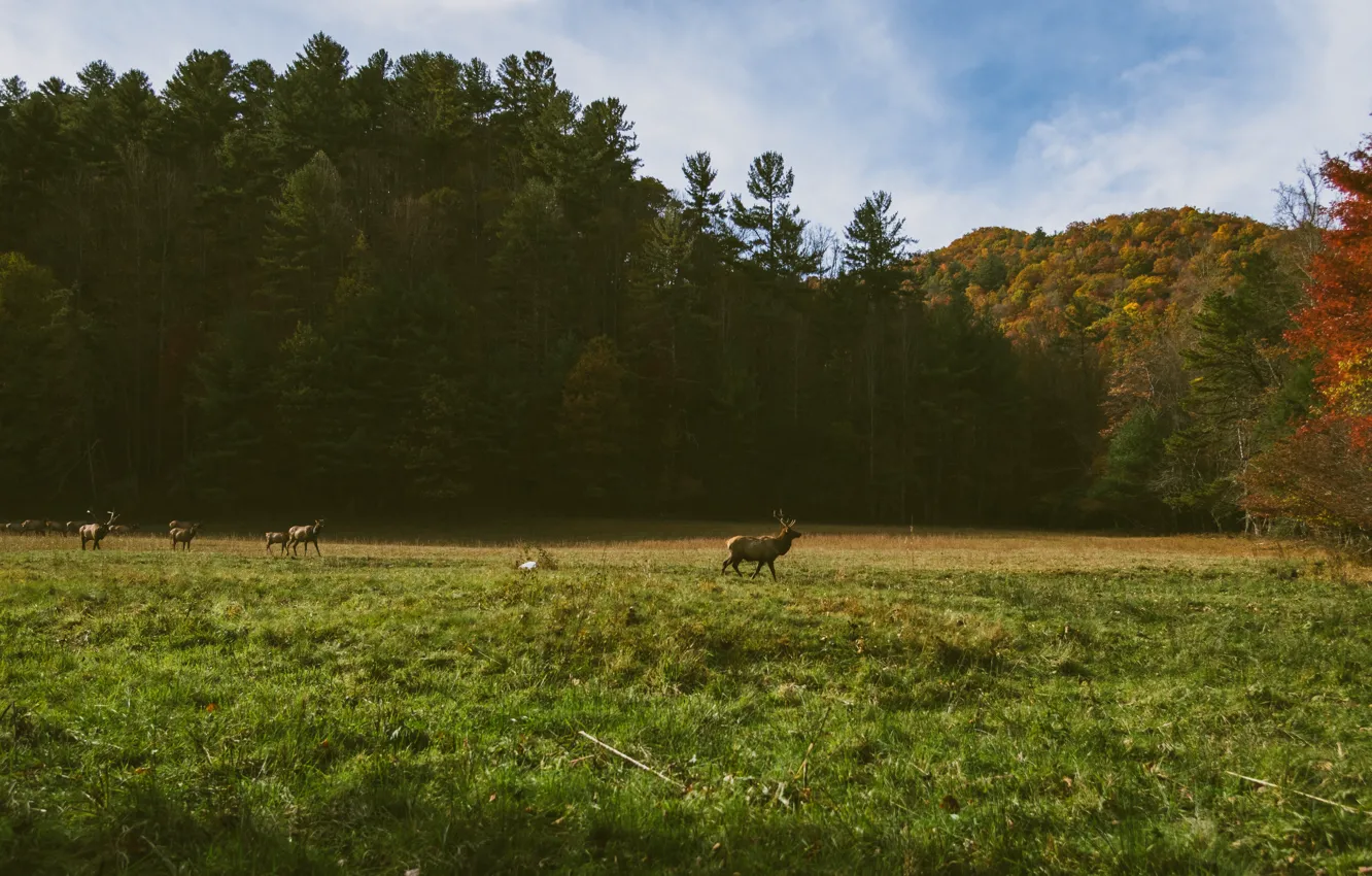 Photo wallpaper USA, grass, forest, United States, trees, wood, america, deer