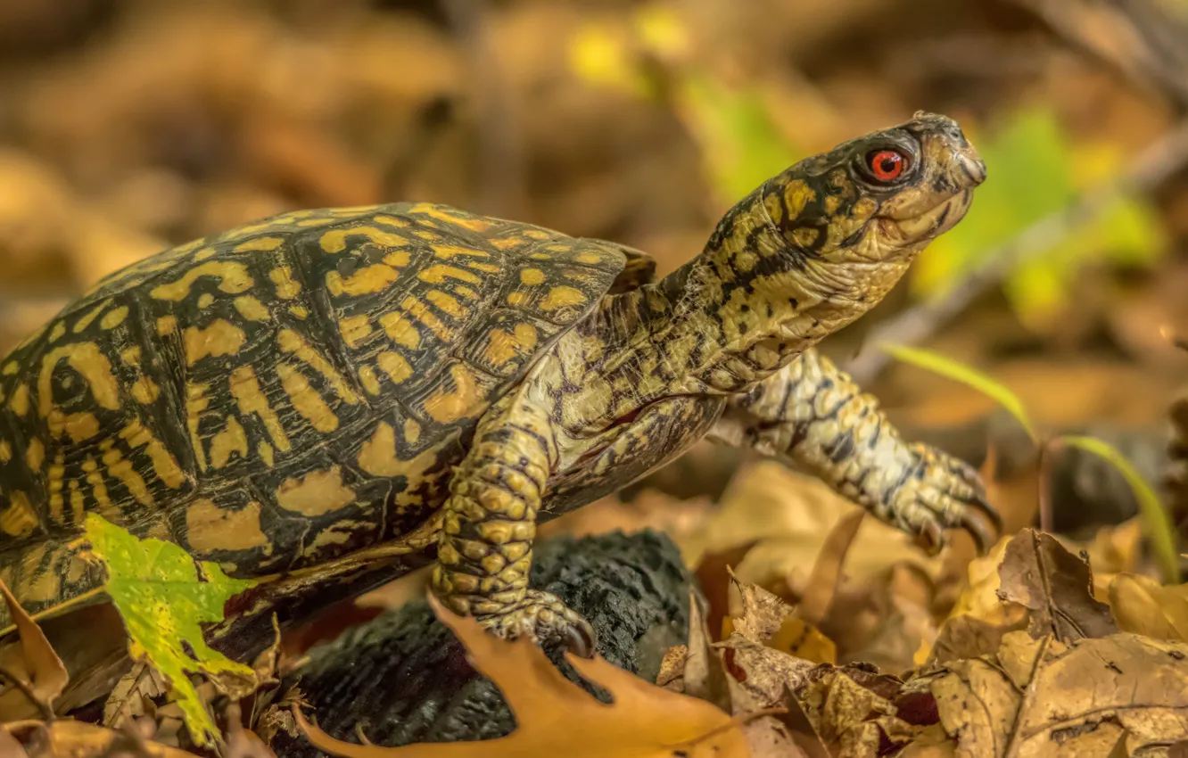 Photo wallpaper autumn, leaves, turtle