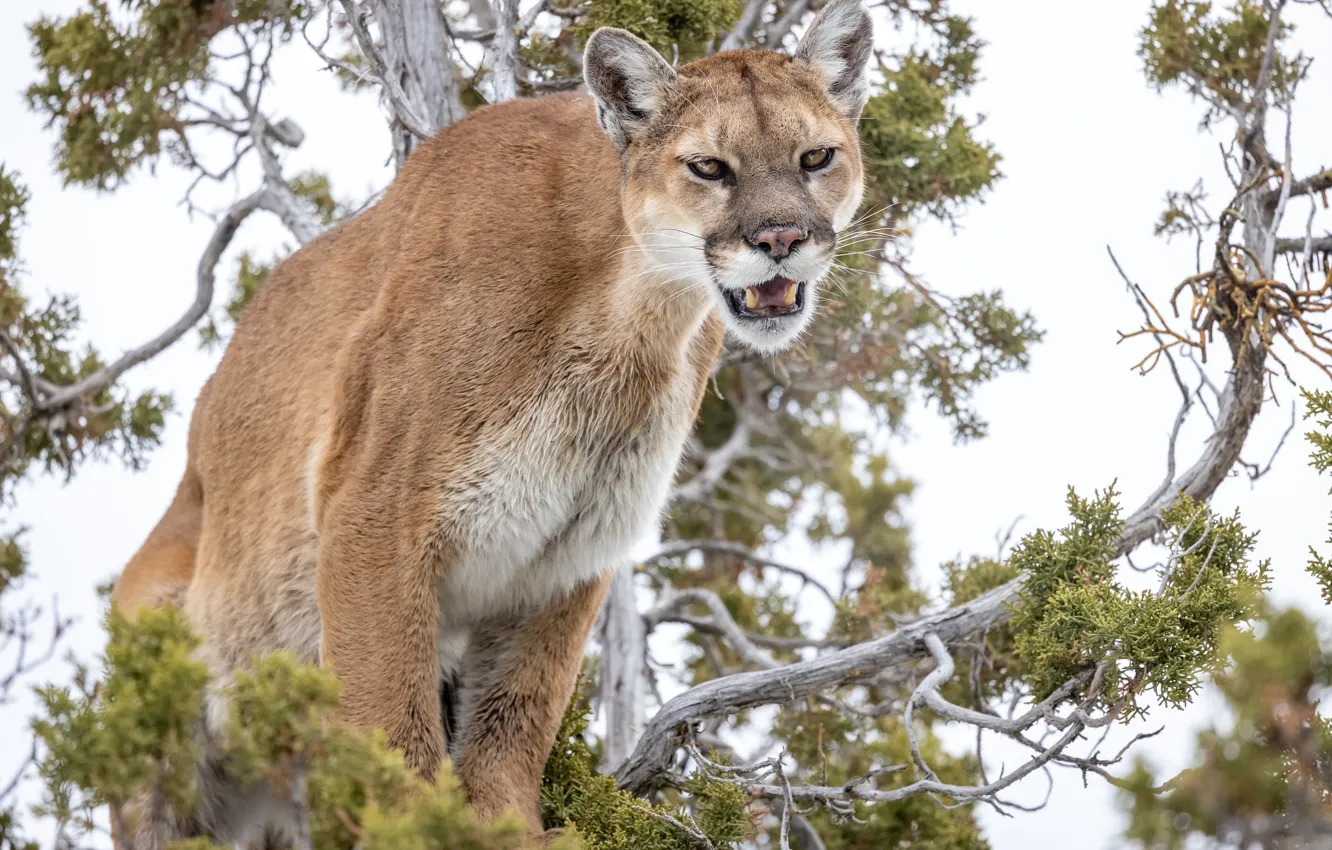 Photo wallpaper cat, trees, branches, nature, Puma