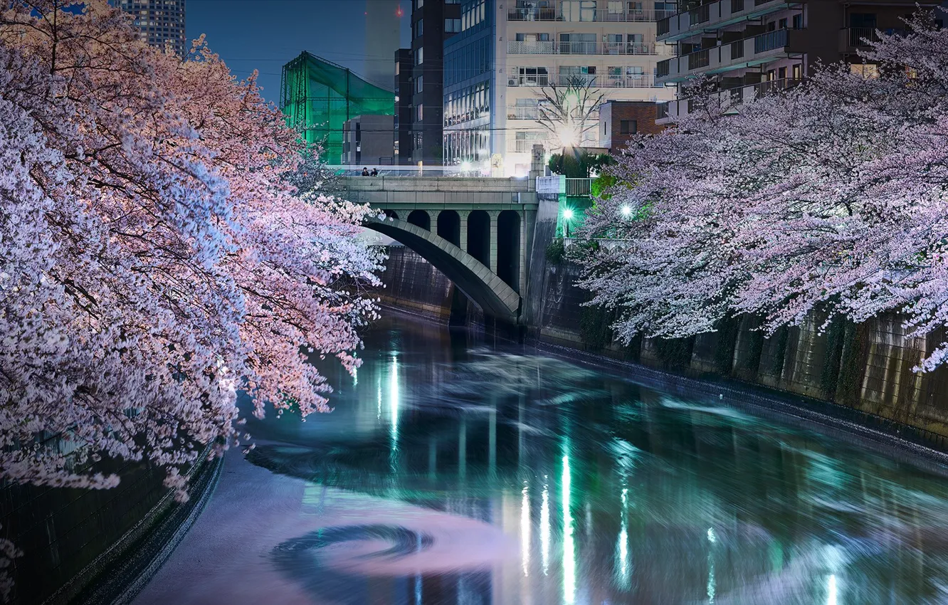 Photo wallpaper bridge, channel, Tokyo, Japan, the cherry blossoms, Meguro