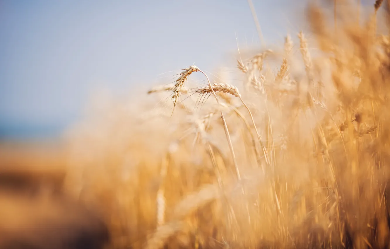 Photo wallpaper summer, nature, ears