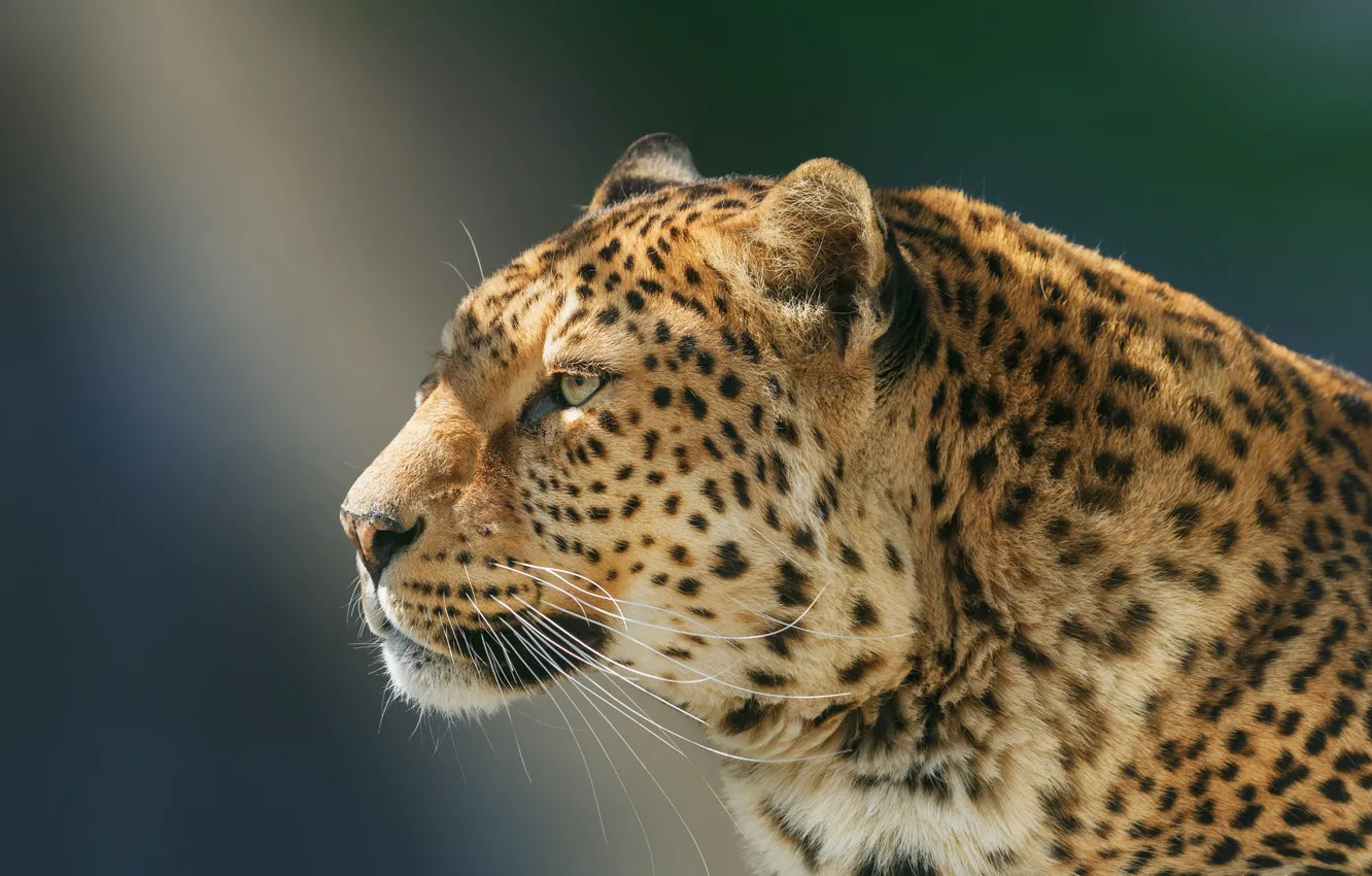 Photo wallpaper look, face, background, portrait, leopard, profile, wild cat, handsome