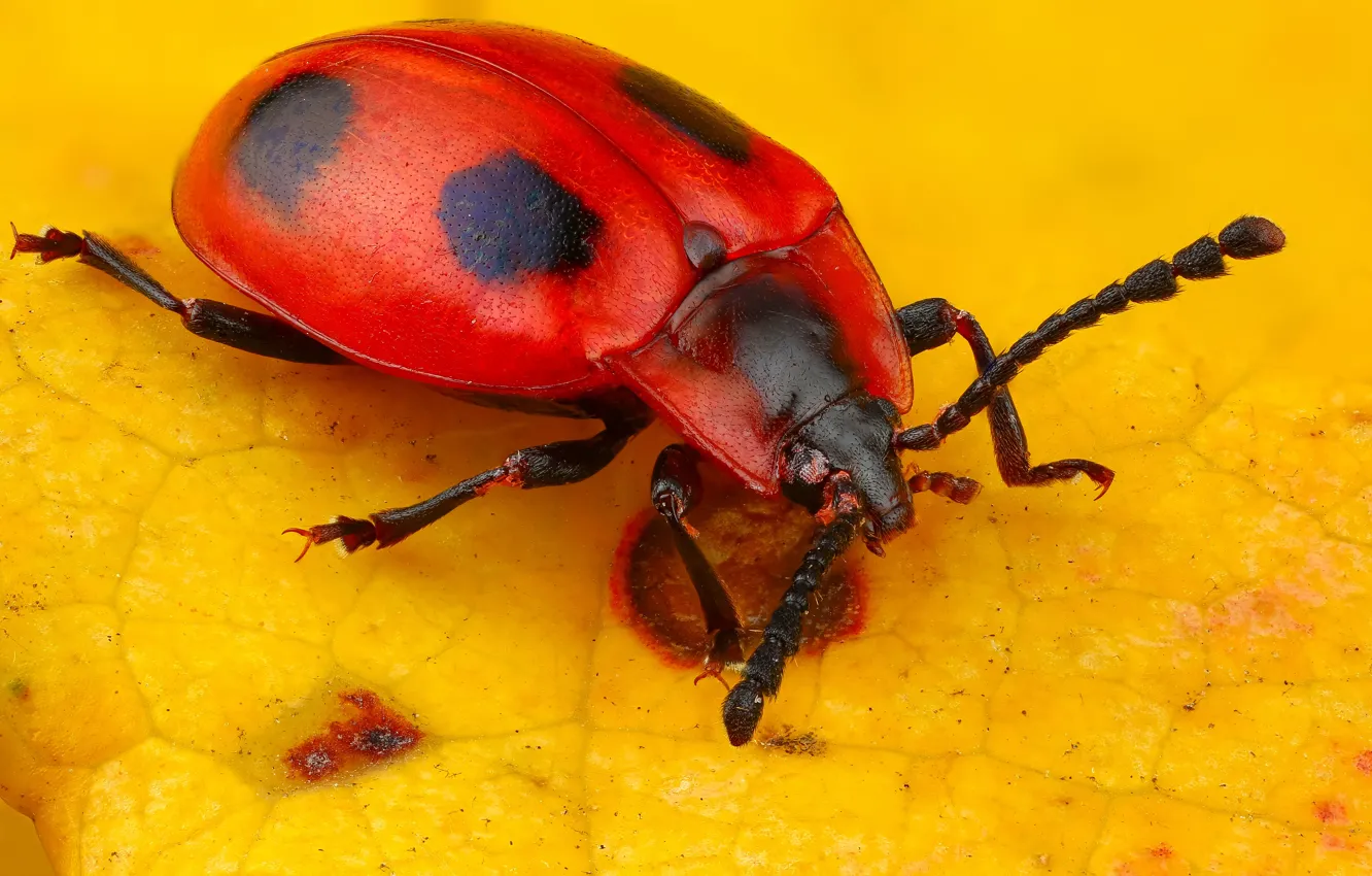 Photo wallpaper macro, beetle, insect