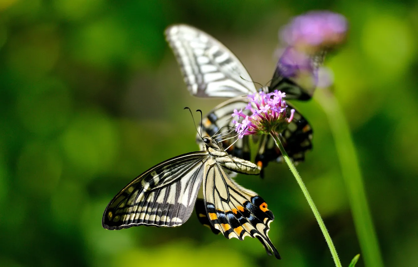 Photo wallpaper flower, macro, butterfly, flowers, insects, nature, plant