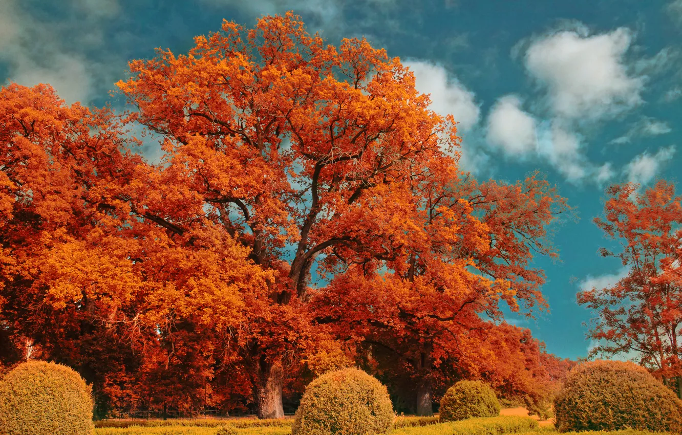 Photo wallpaper autumn, trees, nature, treatment, trees, nature, autumn, fall