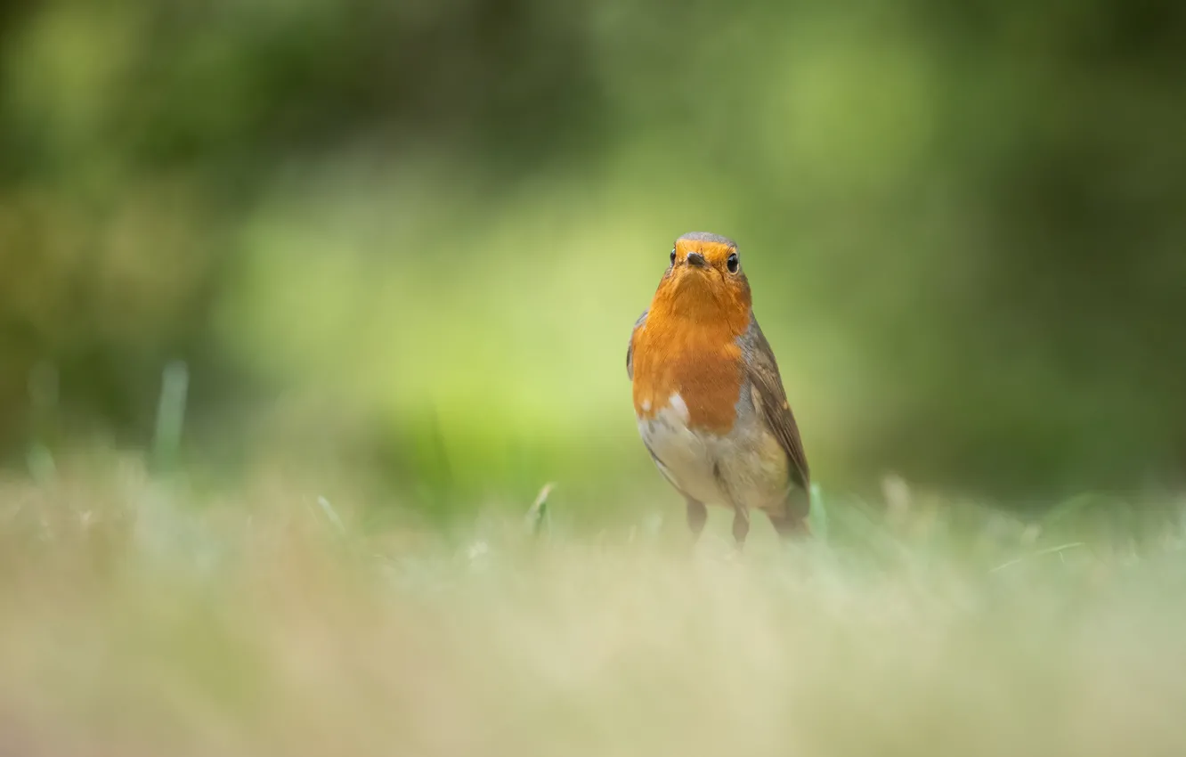 Photo wallpaper background, bird, clearing, bokeh, Robin
