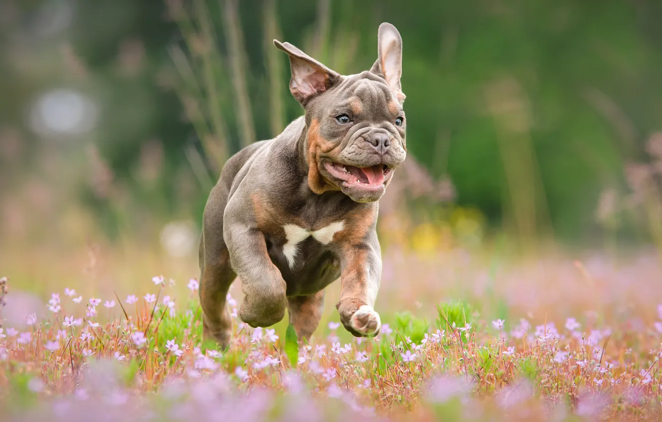 Photo wallpaper language, summer, face, flowers, nature, pose, grey, background