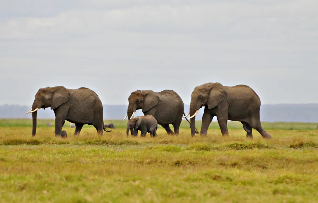 Photo wallpaper the sky, grass, hills, elephant, migration