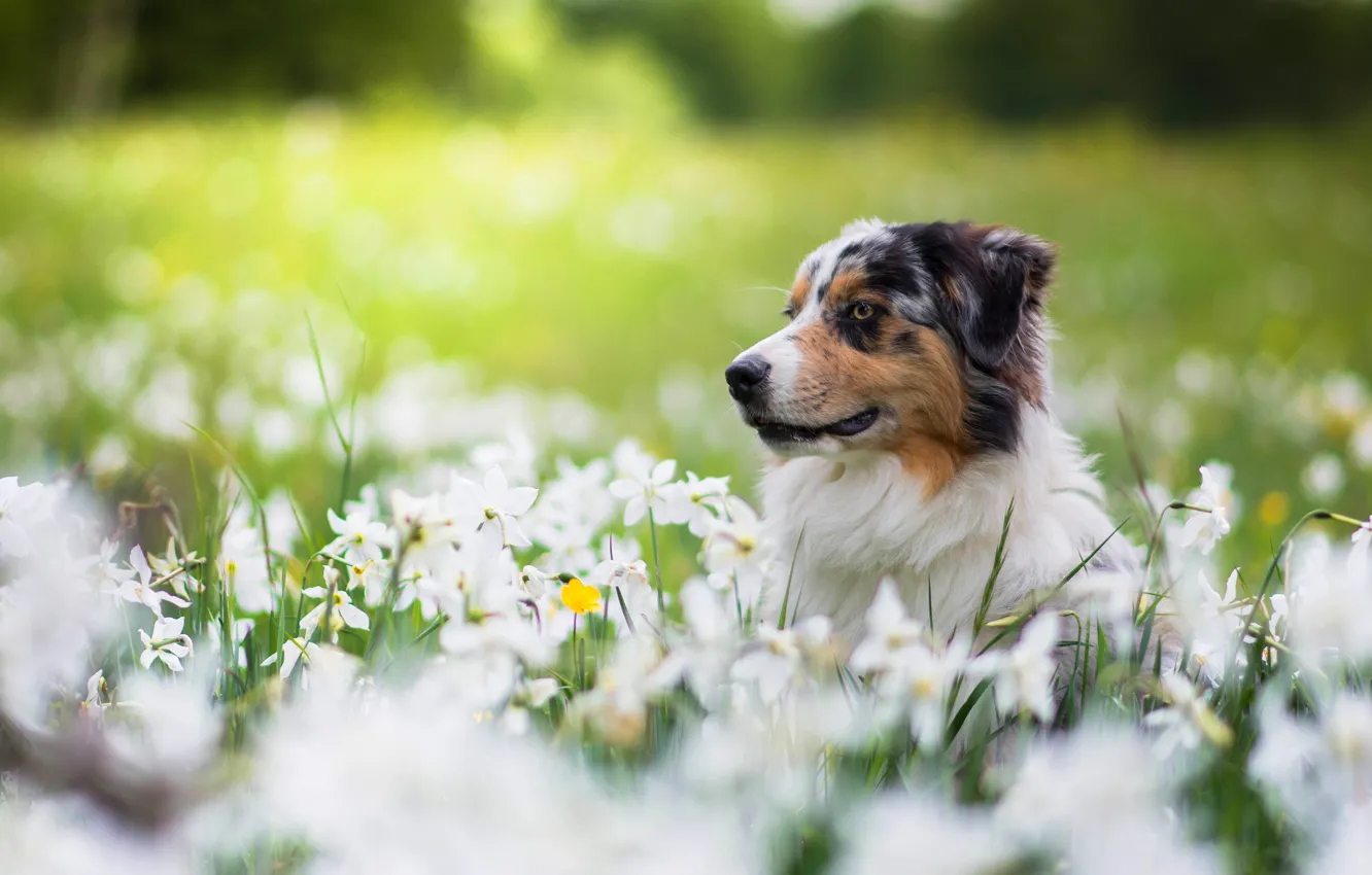 Photo wallpaper face, flowers, glade, portrait, dog, spring, daffodils, Aussie
