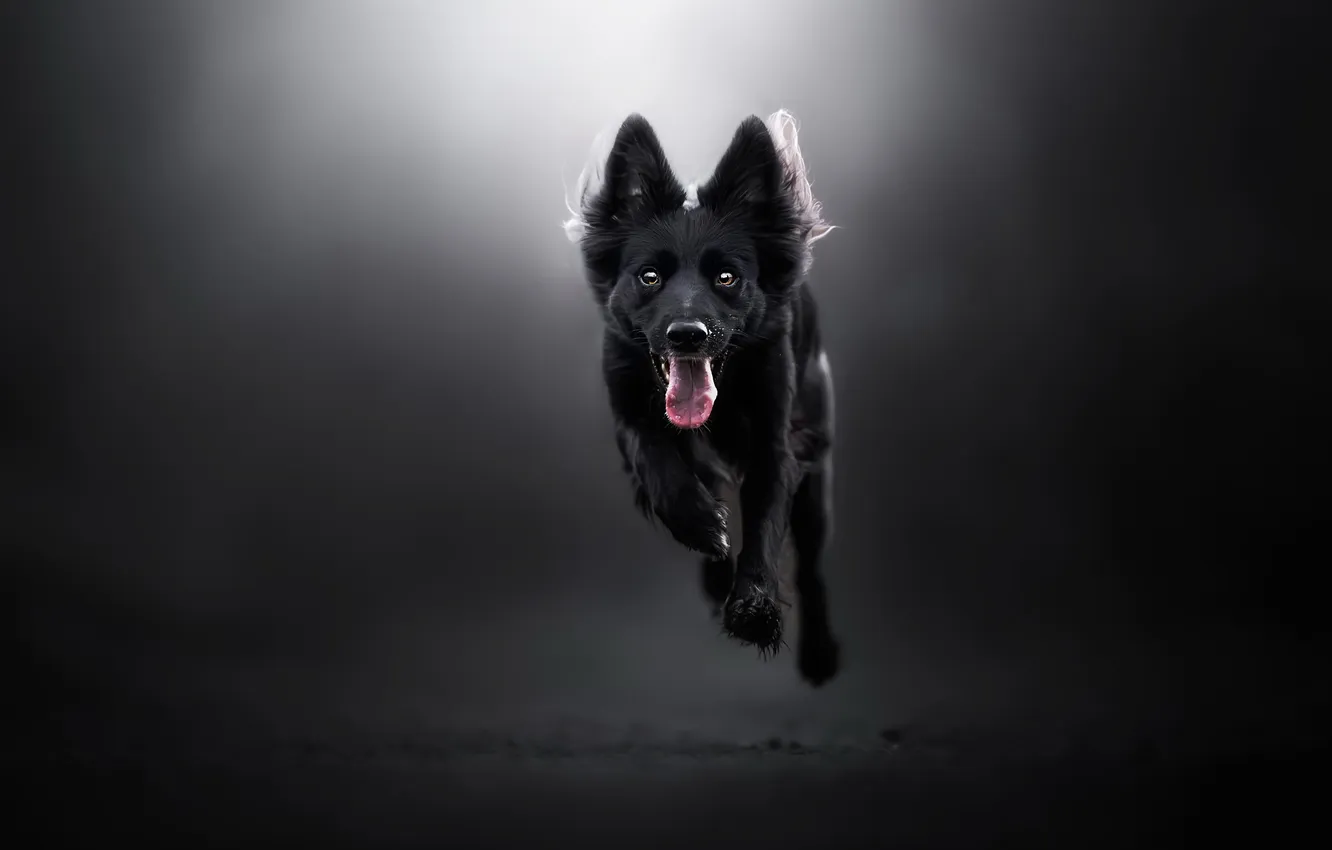 Photo wallpaper background, each, dog