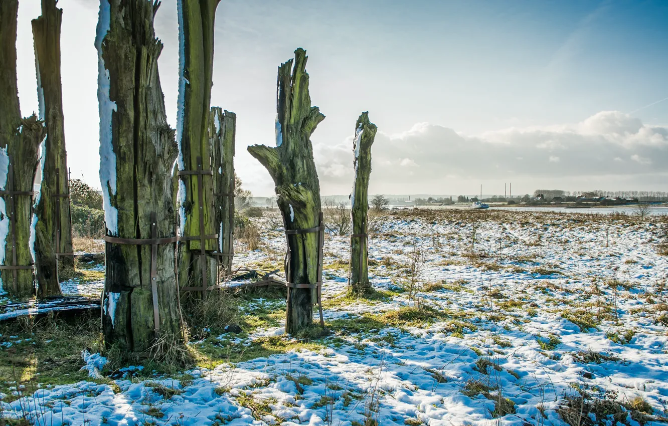 Photo wallpaper Nederland, Gelderland, Ancient forest, Ubbergen