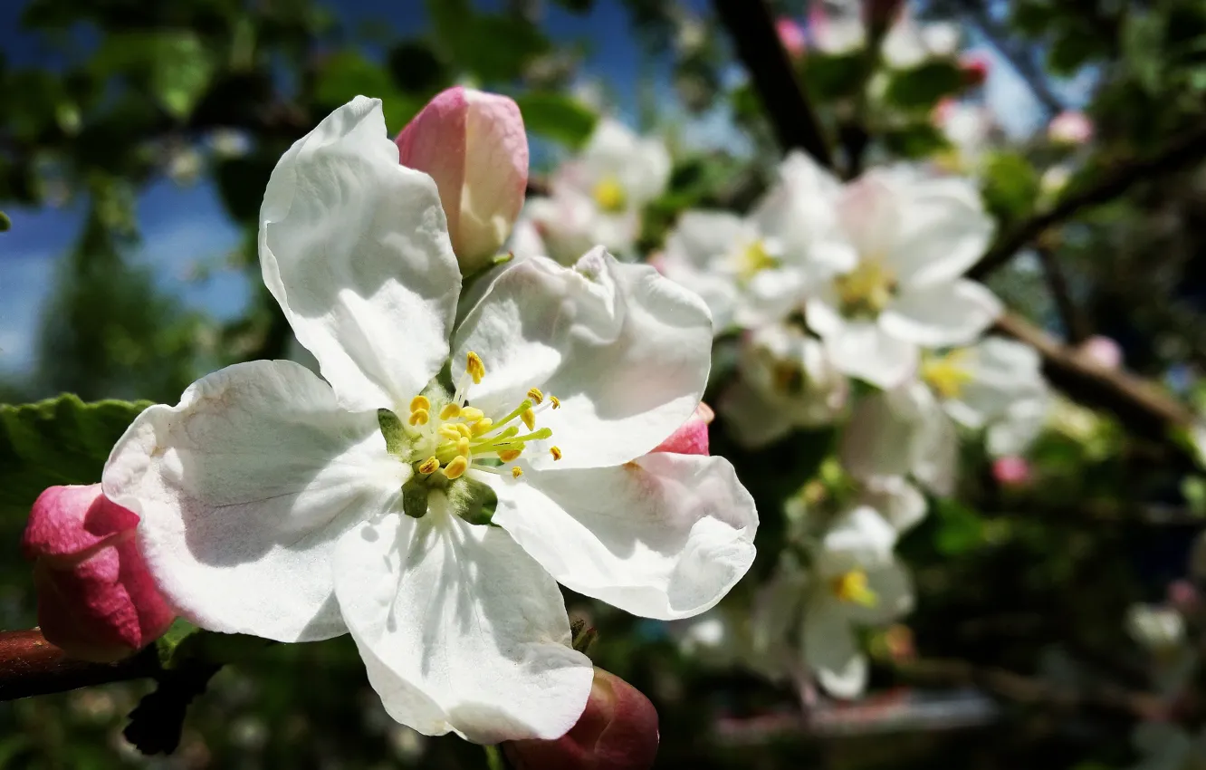 Photo wallpaper flower, spring, Apple