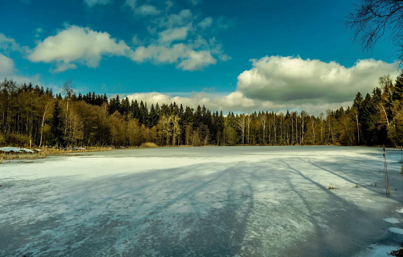 Photo wallpaper ice, winter, forest, the sky, clouds, light, snow, branches