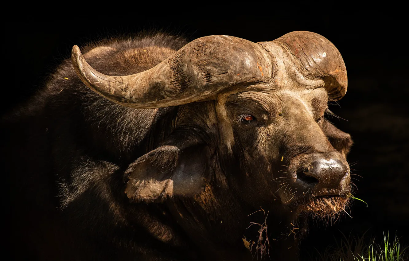 Photo wallpaper grass, look, face, portrait, horns, black background, Buffalo, African Buffalo