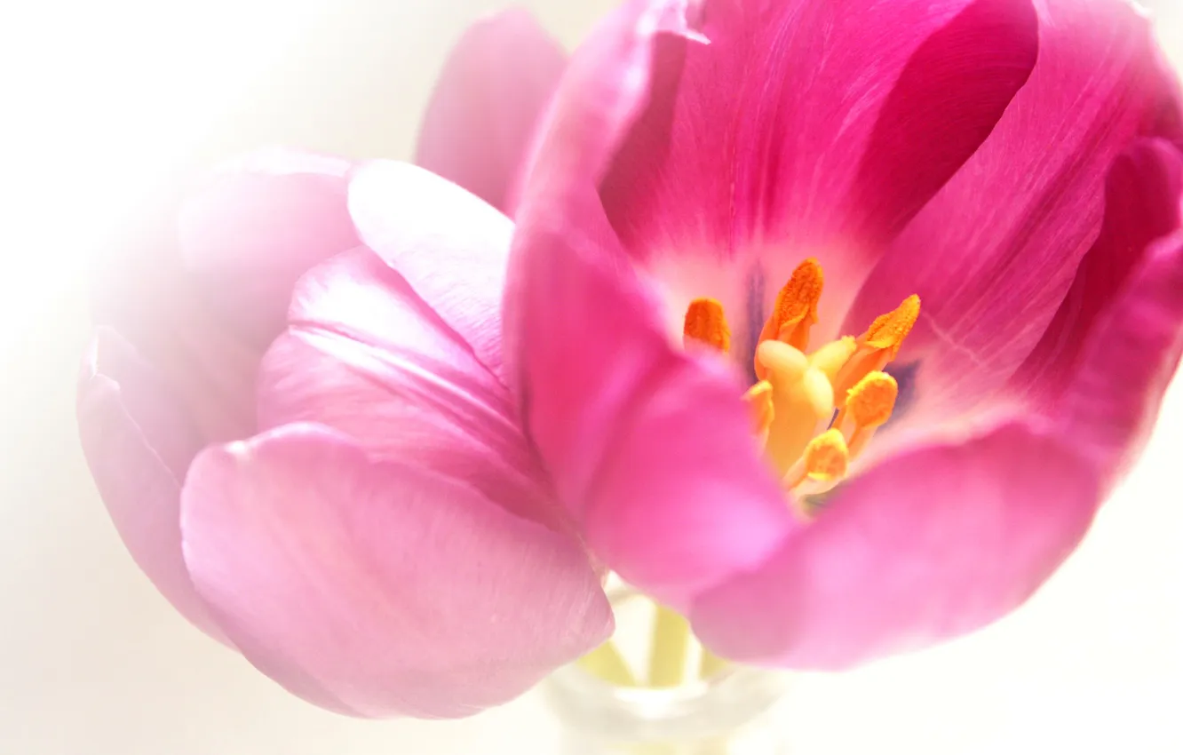 Photo wallpaper flowers, nature, petals, tulips
