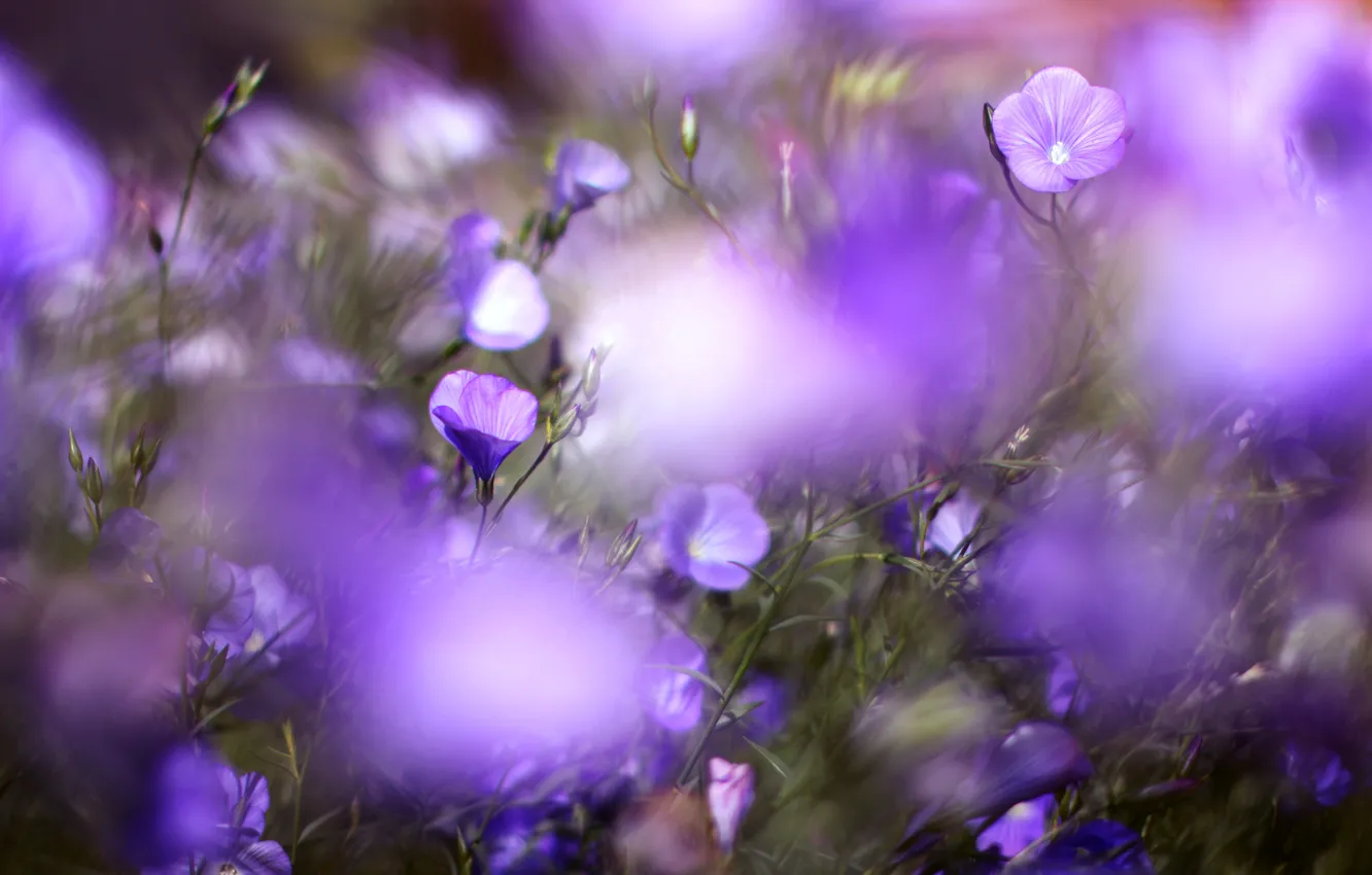 Photo wallpaper lilac, Flowers, blur, len