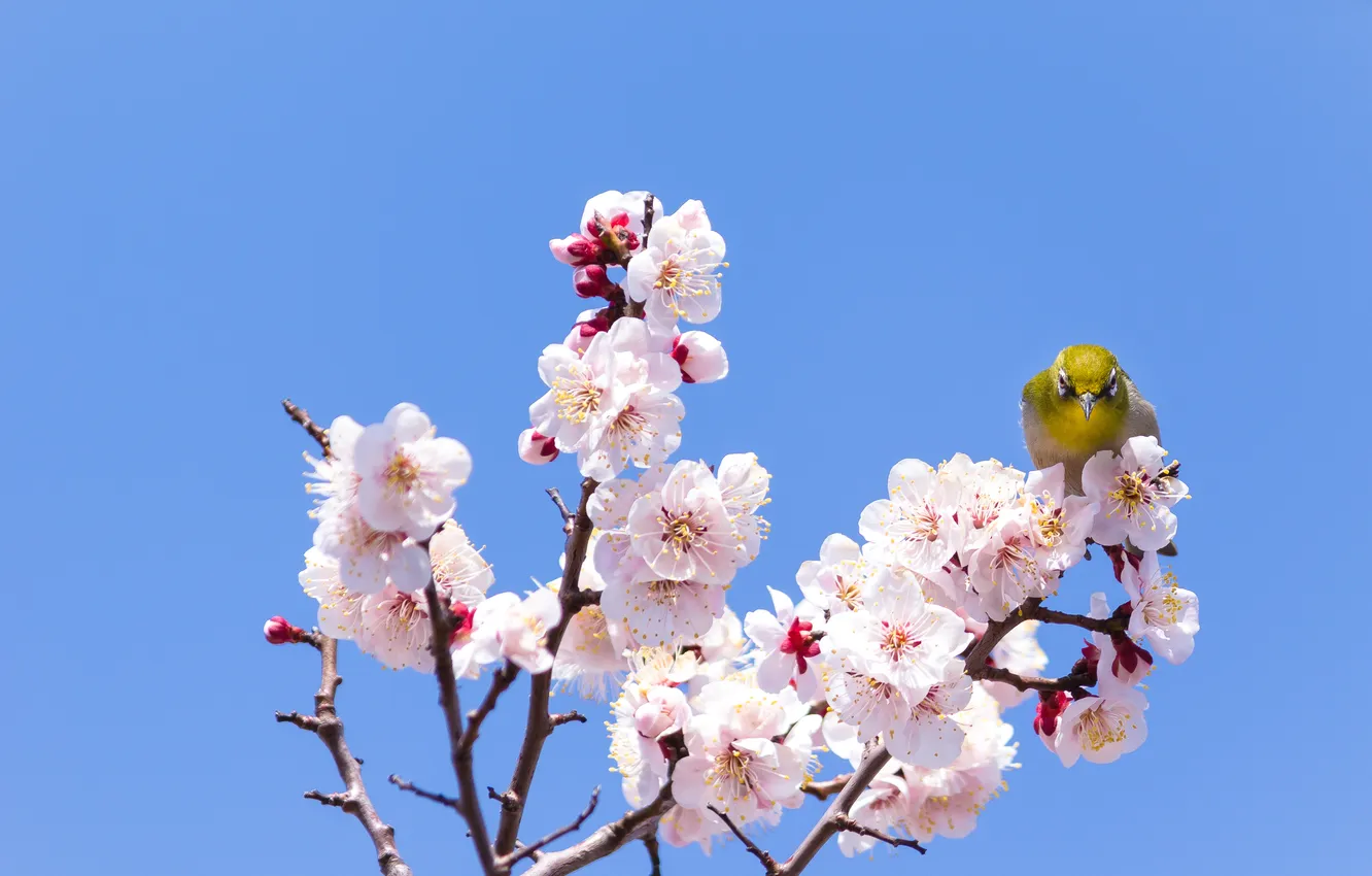 Photo wallpaper flowers, branches, cherry, background, tree, bird, flowering