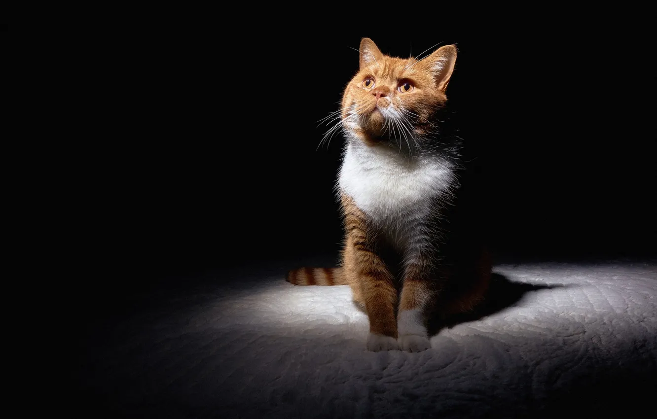 Photo wallpaper cat, mustache, red