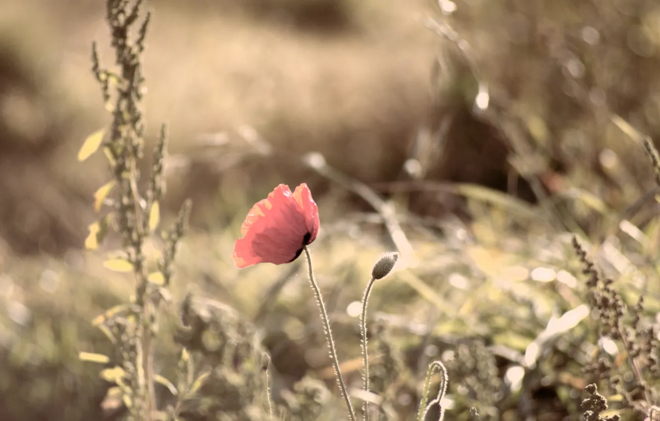 Photo wallpaper field, summer, grass, light, nature, glare, plant, Mac