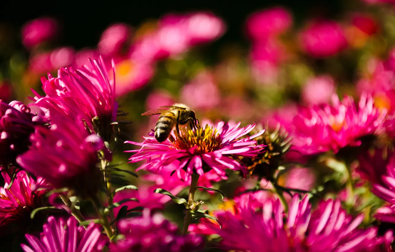 Photo wallpaper autumn, macro, flowers, bee