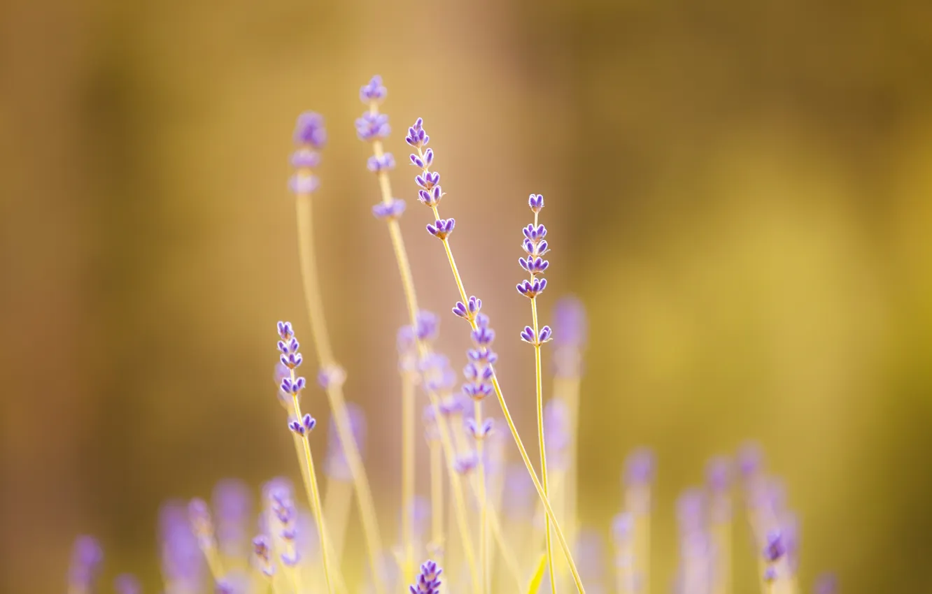 Photo wallpaper flowers, nature, plant, lavender