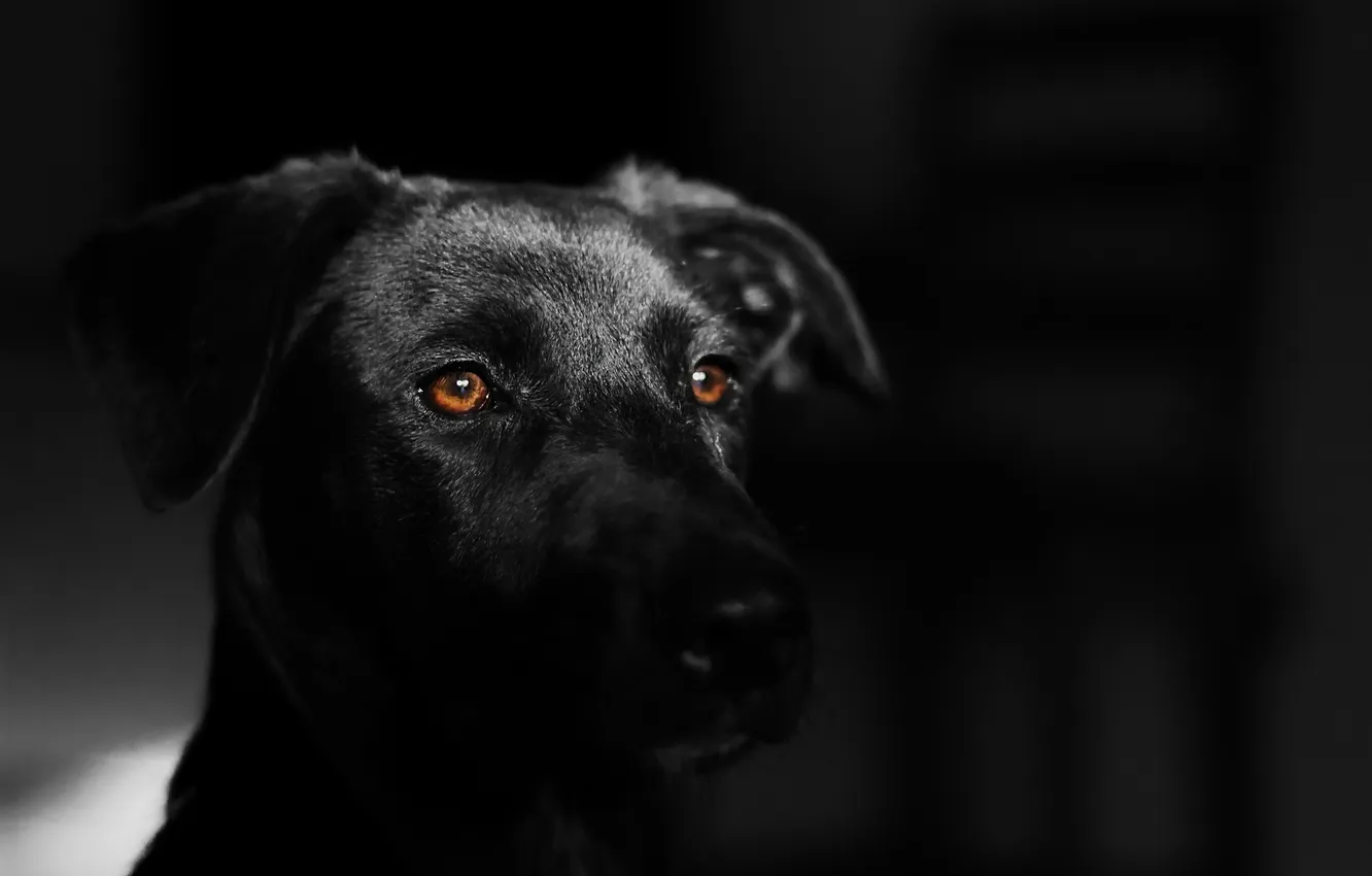 Photo wallpaper look, background, dog