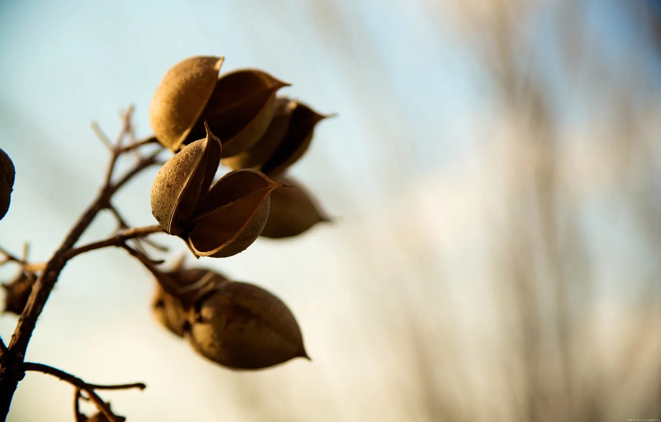 Photo wallpaper trees, branches, fruit, pods